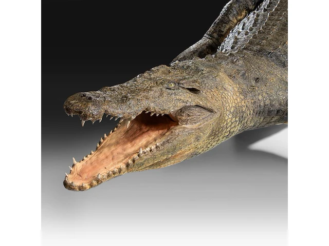 Nile crocodile (crocodylus niloticus) full mount, taxidermy trophy, l 310 cm - w 100 cm - total weight 40kg - afbeelding 17 van  17