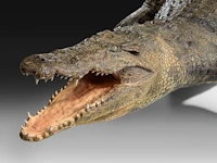 Nile crocodile (crocodylus niloticus) full mount, taxidermy trophy, l 310 cm - w 100 cm - total weight 40kg - afbeelding 17 van  17