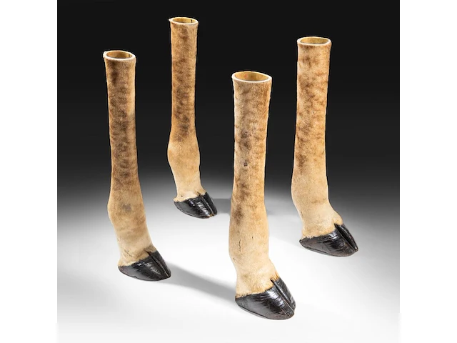 Northern giraffe (giraffa camelopardalis) legs mount, taxidermy trophy, h 77,5 cm - total weight 20,4kg - afbeelding 1 van  3