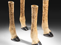 Northern giraffe (giraffa camelopardalis) legs mount, taxidermy trophy, h 77,5 cm - total weight 20,4kg