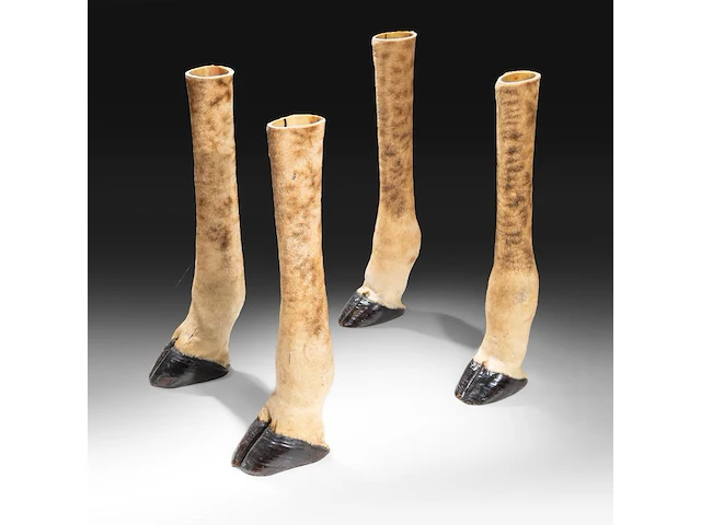 Northern giraffe (giraffa camelopardalis) legs mount, taxidermy trophy, h 77,5 cm - total weight 20,4kg - afbeelding 2 van  3
