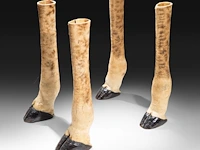Northern giraffe (giraffa camelopardalis) legs mount, taxidermy trophy, h 77,5 cm - total weight 20,4kg - afbeelding 2 van  3