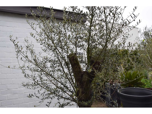 Old skin - olive tree - afbeelding 1 van  5