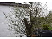 Old skin - olive tree - afbeelding 1 van  5