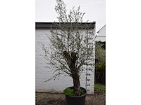 Old skin - olive tree - afbeelding 2 van  5