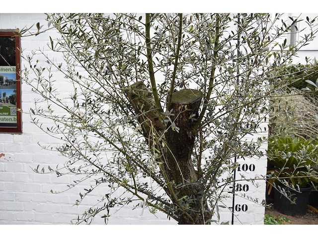 Old skin - olive tree - afbeelding 3 van  5