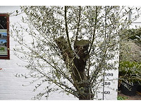 Old skin - olive tree - afbeelding 3 van  5
