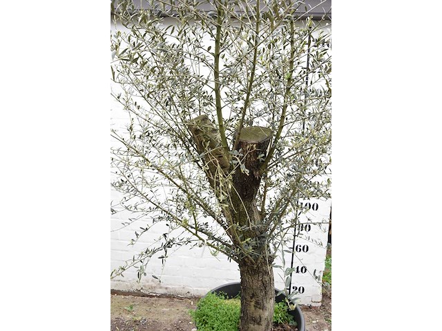 Old skin - olive tree - afbeelding 4 van  5