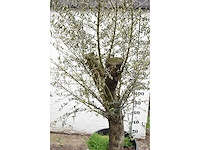 Old skin - olive tree - afbeelding 4 van  5