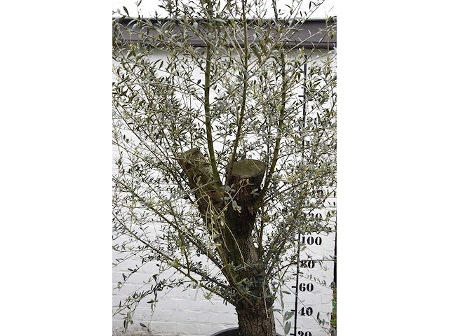 Old skin - olive tree - afbeelding 5 van  5