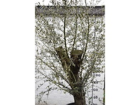 Old skin - olive tree - afbeelding 5 van  5