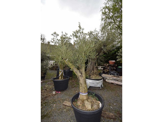 Old skin - olive tree - afbeelding 1 van  4