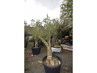 Old skin - olive tree - afbeelding 1 van  4