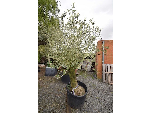 Old skin - olive tree - afbeelding 2 van  4
