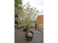 Old skin - olive tree - afbeelding 2 van  4