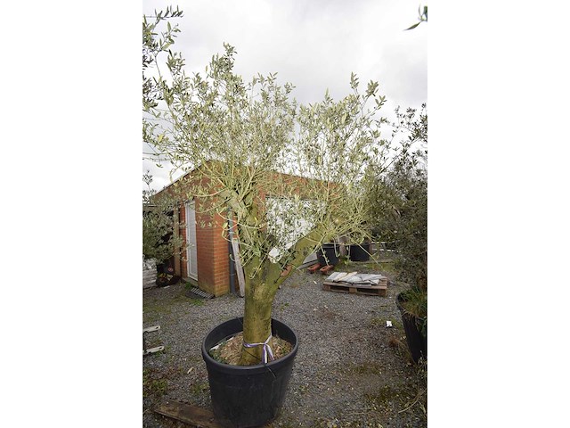 Old skin - olive tree - afbeelding 3 van  4