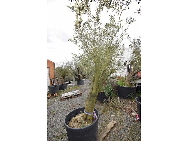 Old skin - olive tree - afbeelding 4 van  4