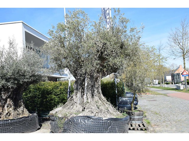 Old skin 450 jaar - olive tree - afbeelding 1 van  4