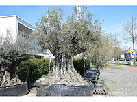 Old skin 450 jaar - olive tree - afbeelding 1 van  4