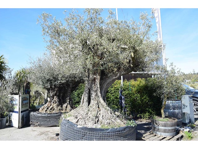 Old skin 450 jaar - olive tree - afbeelding 2 van  4