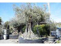 Old skin 450 jaar - olive tree - afbeelding 2 van  4