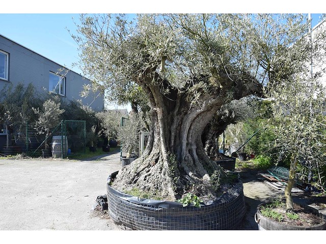 Old skin 450 jaar - olive tree - afbeelding 3 van  4