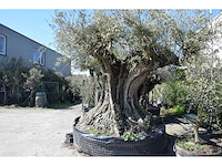 Old skin 450 jaar - olive tree - afbeelding 3 van  4