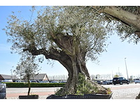 Old skin 450 jaar - olive tree - afbeelding 4 van  4