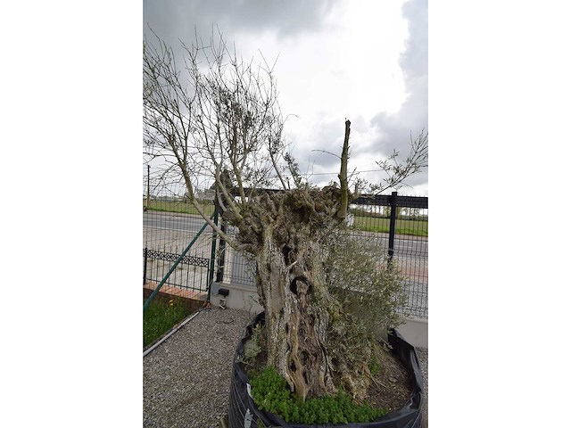 Old skin big , needs love - olive tree - afbeelding 1 van  8