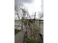 Old skin big , needs love - olive tree - afbeelding 1 van  8