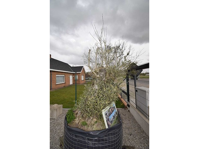 Old skin big , needs love - olive tree - afbeelding 2 van  8