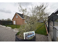 Old skin big , needs love - olive tree - afbeelding 3 van  8