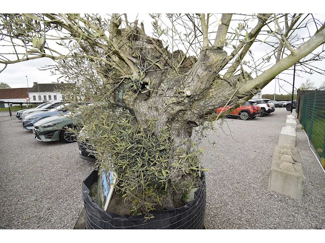 Old skin big , needs love - olive tree - afbeelding 4 van  8