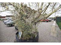 Old skin big , needs love - olive tree - afbeelding 4 van  8