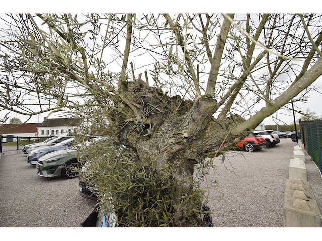 Old skin big , needs love - olive tree - afbeelding 5 van  8