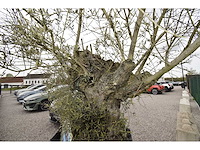 Old skin big , needs love - olive tree - afbeelding 5 van  8