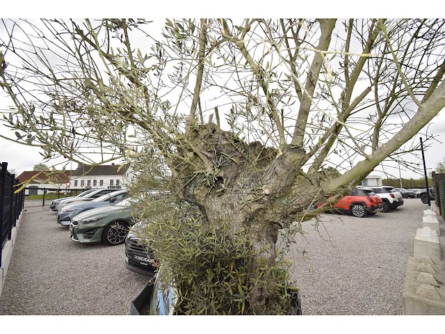 Old skin big , needs love - olive tree - afbeelding 6 van  8