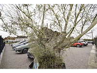 Old skin big , needs love - olive tree - afbeelding 6 van  8