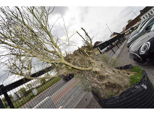 Old skin big , needs love - olive tree - afbeelding 7 van  8