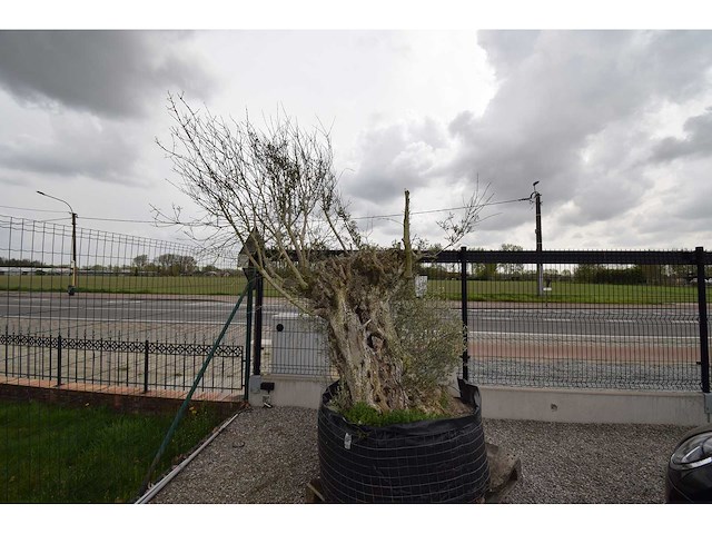 Old skin big , needs love - olive tree - afbeelding 8 van  8