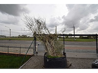 Old skin big , needs love - olive tree - afbeelding 8 van  8