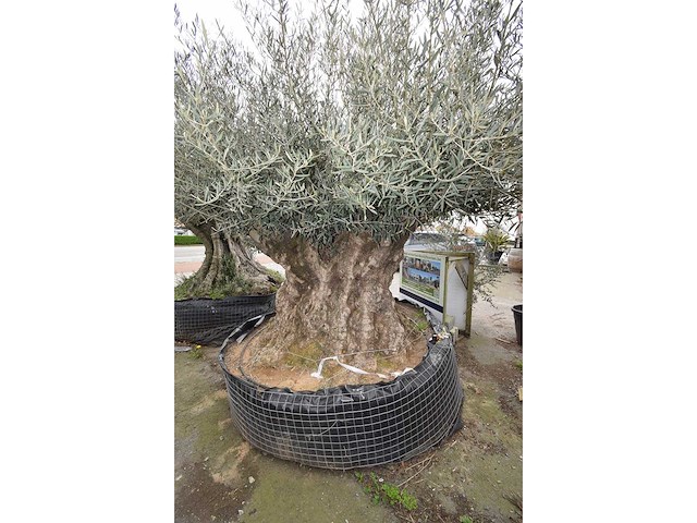 Old skin exemplar giga - olive tree - afbeelding 1 van  8