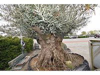 Old skin exemplar giga - olive tree - afbeelding 2 van  8