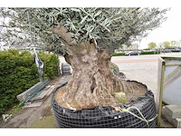 Old skin exemplar giga - olive tree - afbeelding 3 van  8