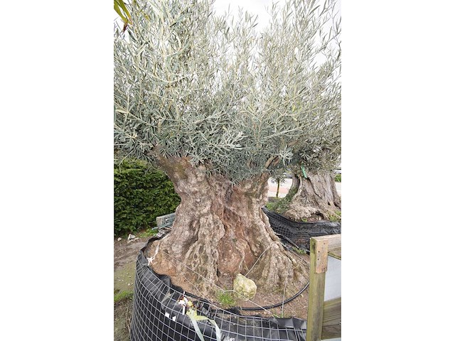 Old skin exemplar giga - olive tree - afbeelding 4 van  8