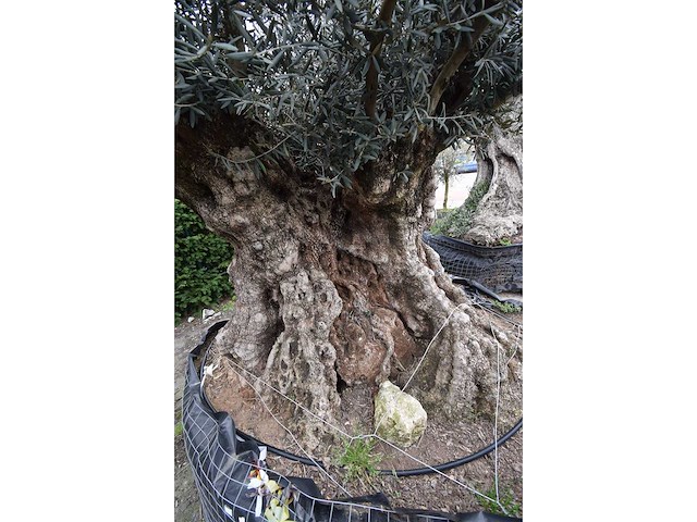 Old skin exemplar giga - olive tree - afbeelding 5 van  8