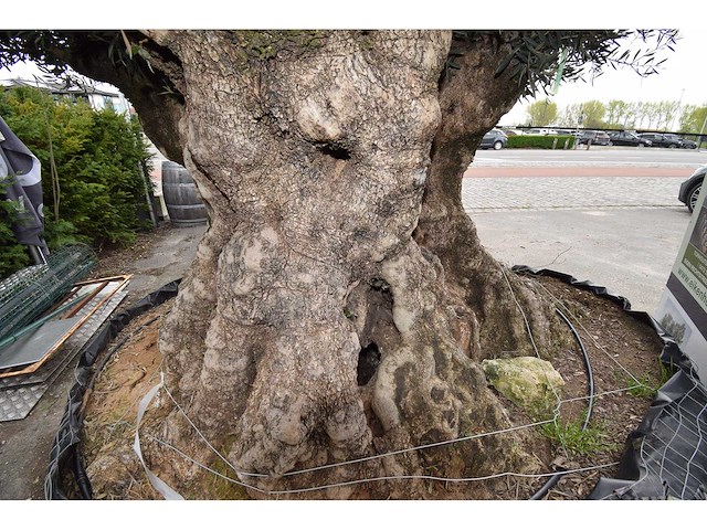 Old skin exemplar giga - olive tree - afbeelding 6 van  8