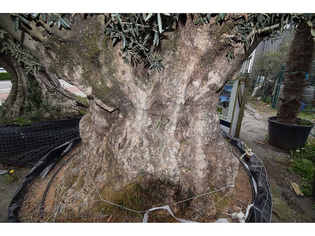 Old skin exemplar giga - olive tree - afbeelding 7 van  8