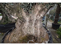 Old skin exemplar giga - olive tree - afbeelding 7 van  8