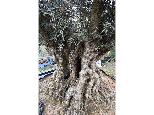 Old skin exemplar giga - olive tree - afbeelding 8 van  8
